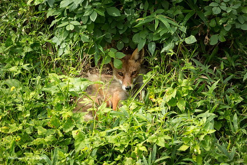 japan zoo fox