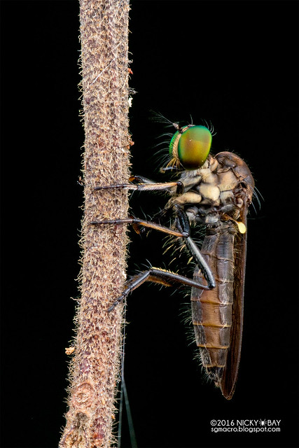 Robberfly (Asilidae) - DSC_7952