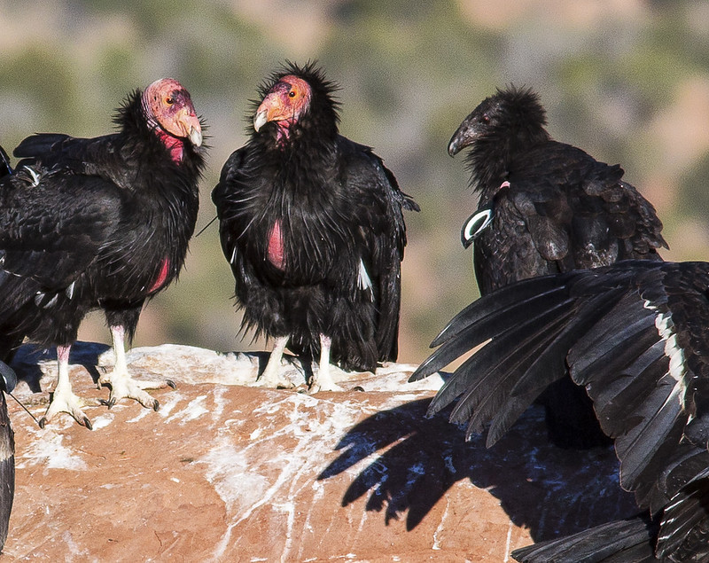 Condors can be seen at Vermilion Cliffs National Monument