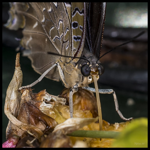 butterfly nikon missouri chesterfield ringflash missouribotanicalgardens d800 faustpark sophiamsachsbutterflyhouse sigma50mmartlens