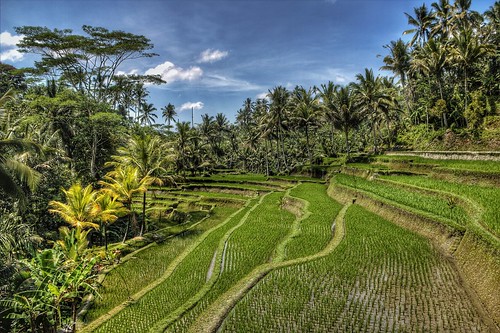 bali green field indonesia rice terrace hdr