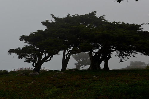 Foggy Pacific Grove Coast