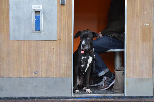 Bailey dog in Berlin photobooth