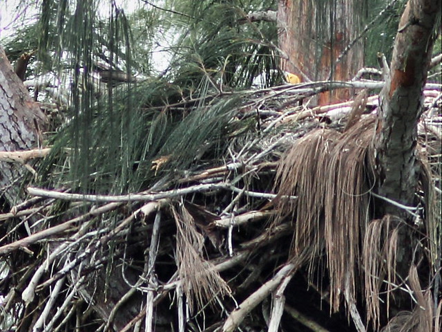 Bald Eagle on nest post storm 3-20160216