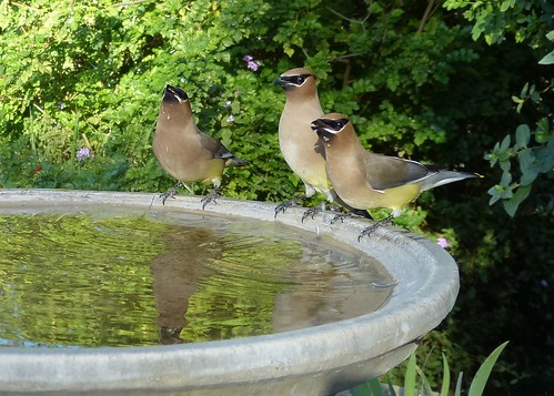 Cedar Waxwings at the birdbath