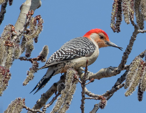 Red-bellied Woodpecker with deformed bill