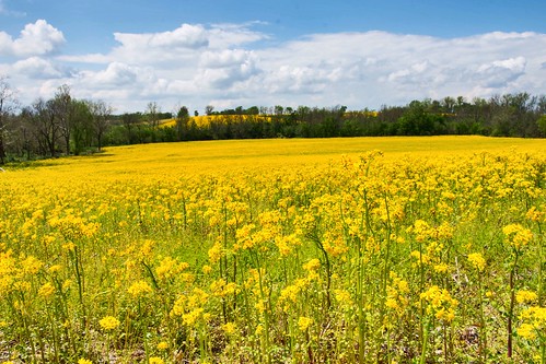 canolaoil rapeseed yellow flower kentucky clouds sky field marioncounty