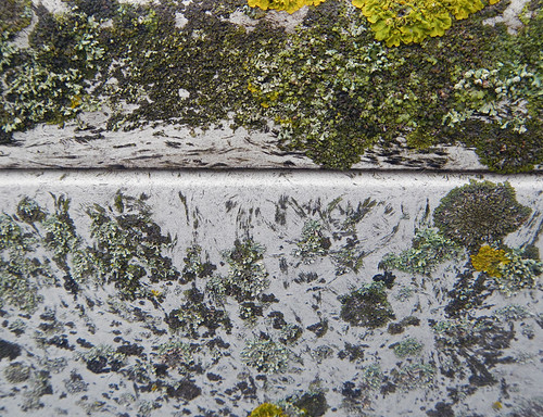 Abstract lichen texture on a wall in Bruge, Belgium