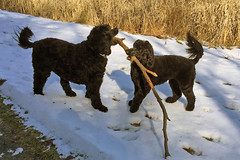 dogs with stick IMG_4829