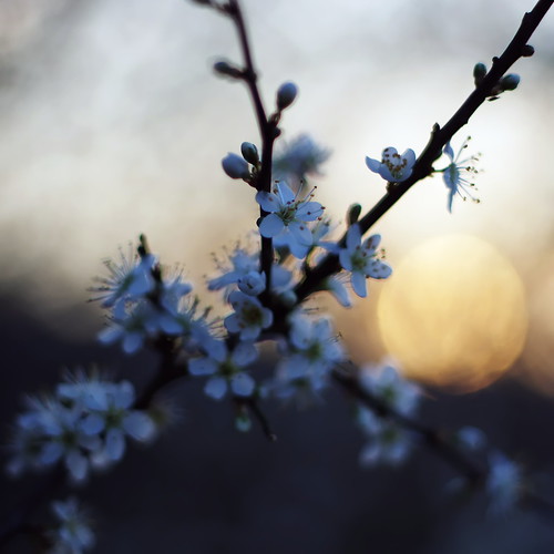 flowers sunset italy countryside spring pentax bokeh lazio k5 whitethorn smcpentaxm50mmf17 ξssξ®®ξ