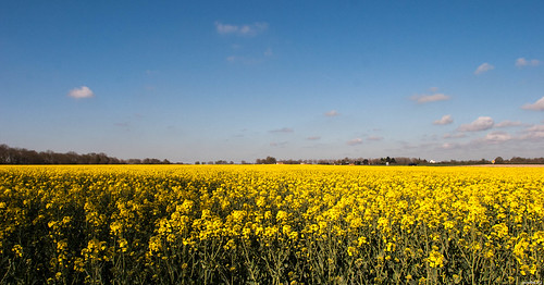 france flower nature yellow jaune canon landscape eos fleru or 10d paysage iledefrance 91 huile flore colza essonne végétal carburant hurepoix vostok91