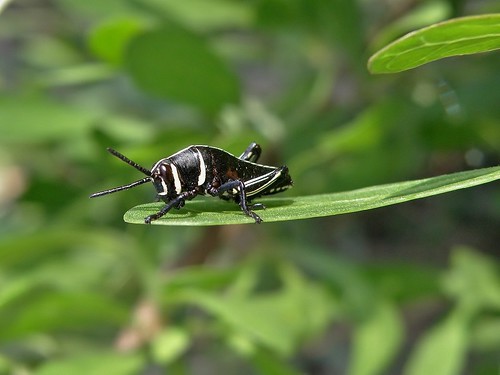 insectos grasshoppers ninfas nymphs saltamontes chapulines taeniopodaeques olympussp570uz
