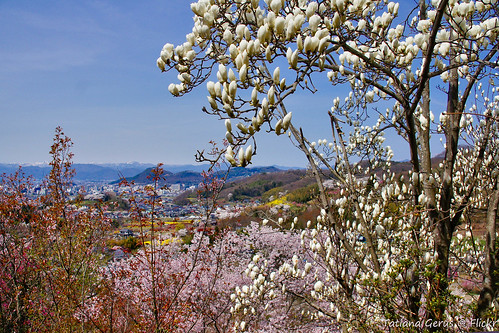 trees japan magnolia hanami hanamiyama
