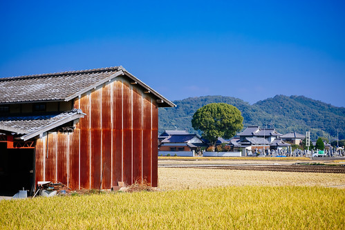 autumn tree fall cemetery japan rural landscape sony shed fields 日本 秋 木 ricefields 風景 田んぼ 曇 apsc 納屋 sel1855 nex7 ©jakejung