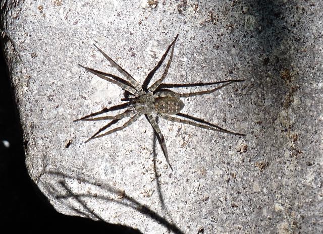 Pardosa wolf spider, Cave Creek, Chiricahua Mts., AZ