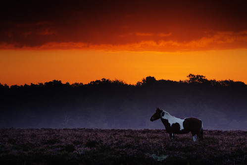 new uk morning england horse forest sunrise dawn heather hampshire pony ponies newforest sunup daybreak heathland firstlight