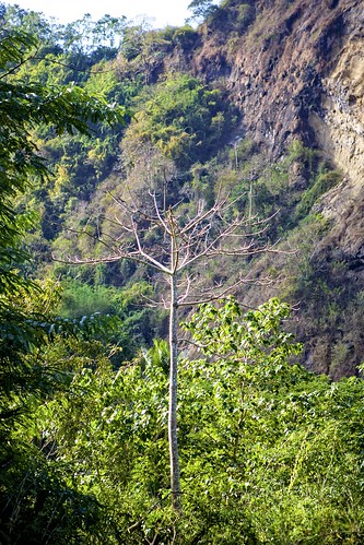 camera trees tree girl philippines streetphotography mountainside streetphotographer ilocossur tagudin canoneos5d canon2470mm earldolphy litratisticaimages cherrydolphy
