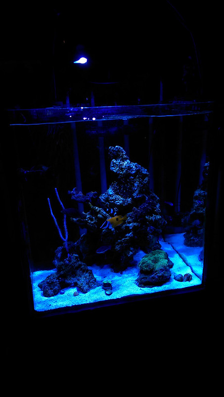 ReefCentral-Picture-49