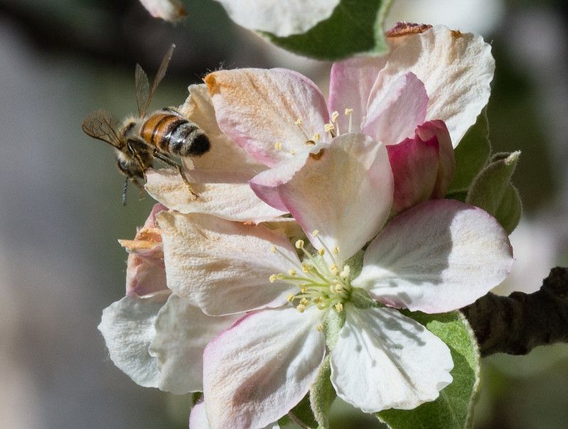 Bee on Apple Blossom 3