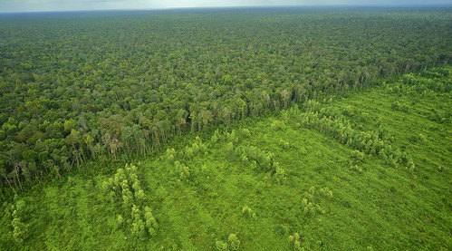 green forest sumatra indonesia landscapes rainforest plantation biodiversity tropicalrainforest tropicalforest peopleandnature riausumatra