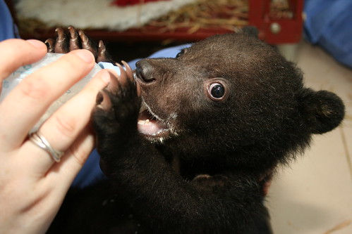 Taurus as a cub, with bottle
