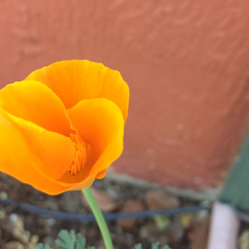 Califor poppy