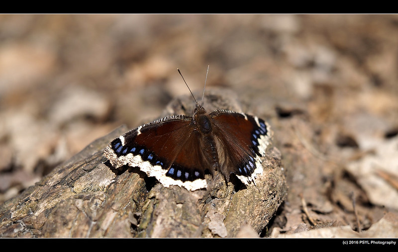 Mourning Cloak Butterfly (Nymphalis antiopa)