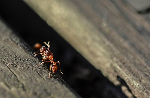 macro animal insect ant depthoffield ants fireant myrmicarubra europeanfireant
