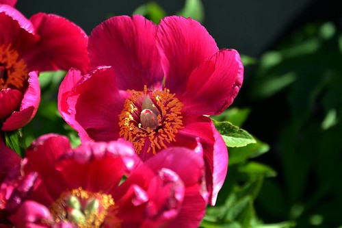pink plant flower nature rose bright outdoor