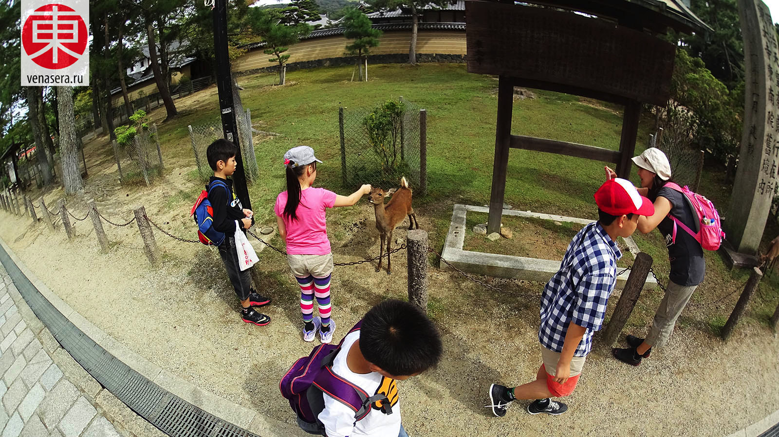 Путешествие в Нара, Поездка в Нара, Олени в г. Нара, Парк Нара, Нара, Nara, 奈良, Япония, Japan, 日本.