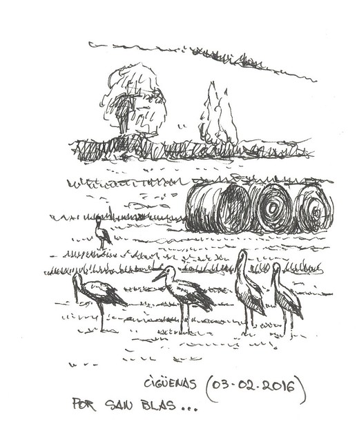 Cigüeñas comunes (Ciconia ciconia)
