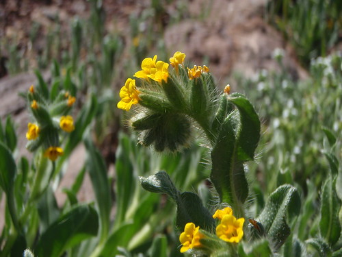 deathvalley wildflower superbloom amsinkia