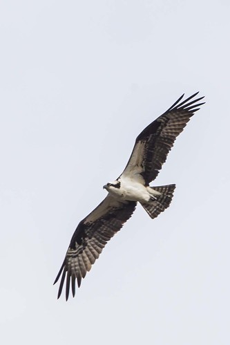 liberty flight indiana osprey pandionhaliaetus unioncounty