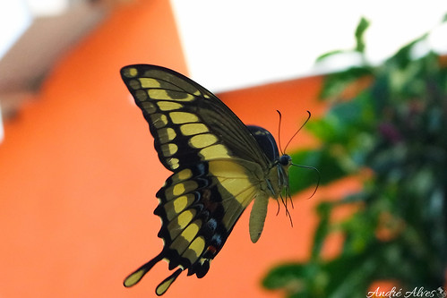 animal butterfly king ngc lepidoptera borboleta planet pernambuco swallowtail papilio thoas brasiliensis carpina papilionidae caixão defunto heraclides samsungnx2050mmf35–56 nx3000