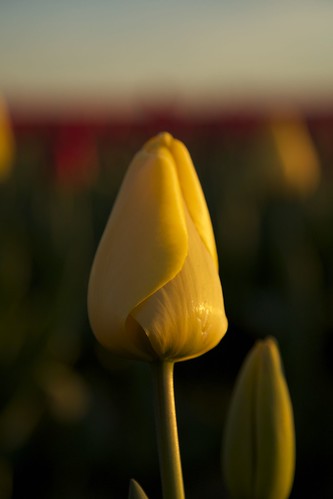 sunset flower color yellow festival closeup bokeh tulip