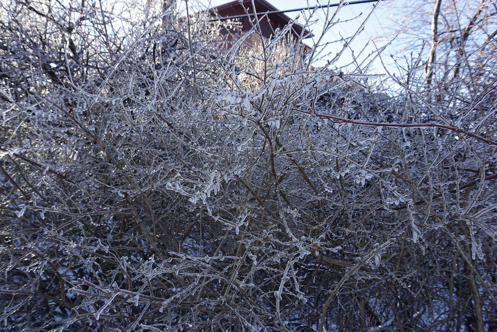 Frozen Bush