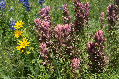 texas unitedstates wildflowers brady