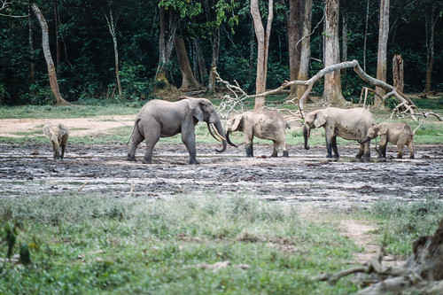 animal elephant faune forest foret mamal mammifere nature place sauvage savane savannah wild wildlife