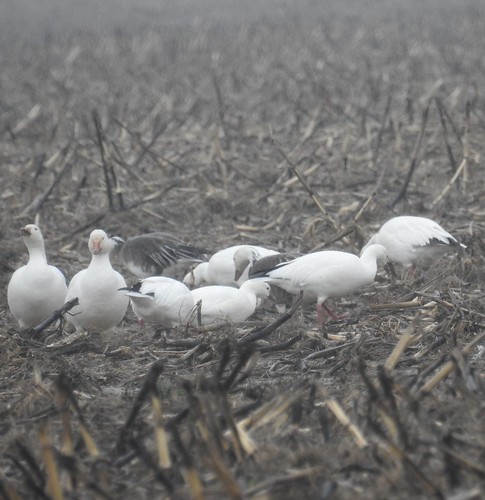 indiana waterfowl snowgeese rogo tombecker rosssgoose gibsoncounty
