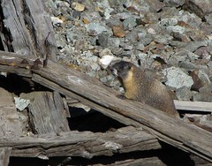 Marmot at the mine