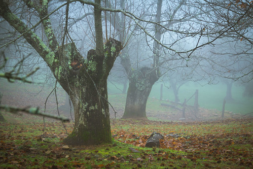 trees españa mist misty fog andalucía spain árboles arboles huelva foggy andalucia andalusia grassland niebla bernabeu dehesa marcial bernabéu cortegana pasturage