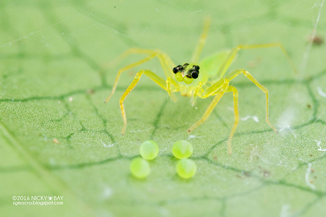 Jumping spider (Onomastus sp.) - DSC_7650
