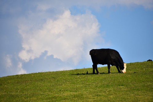 spring cattle cows bluegrass farm bluesky bucolic puffyclouds barnanimal centralkentucky