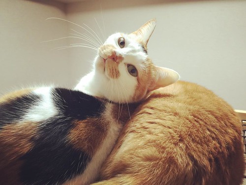 あ〜ん？て顔されました😲 #cat #cats #catsofinstagram #catstagram #instacat #instagramcats #neko #nekostagram #猫 #ねこ #ネコ# #ネコ部 #猫部 #ぬこ #にゃんこ #フワモコ部