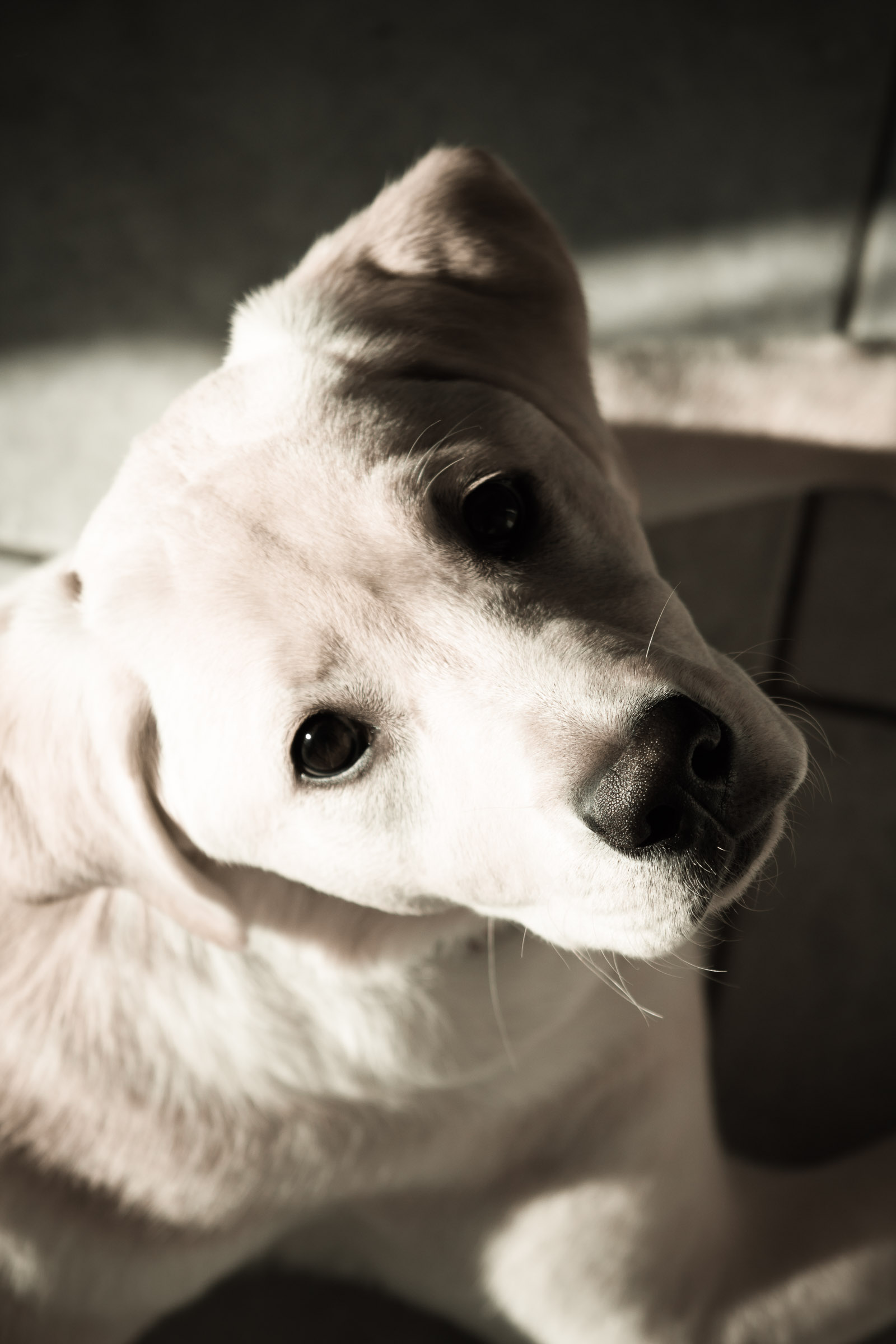 white labradore retriever puppy with a very black nose