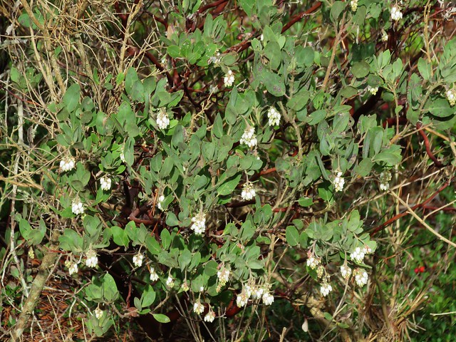Common manzanita