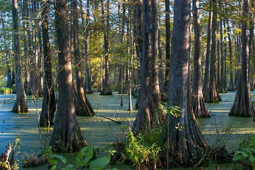 trees usa lake sunrise reeds louisiana atchafalayabasin delta bayou swamp spanishmoss wetlands cypress lakemartin baldcypress