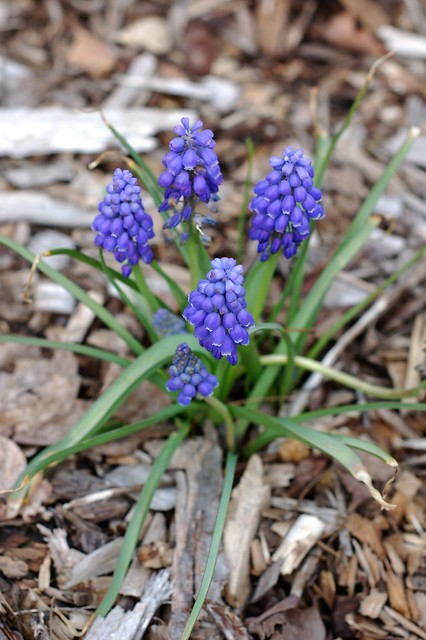 Grape hyacinth by Eve Fox, the Garden of Eating, copyright 2016