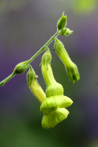 Nicotiana langsdorfii