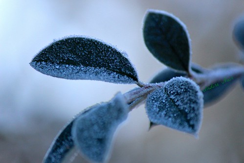 frost afrostymorning cotoneasterleaves frostcrystalsonleaves